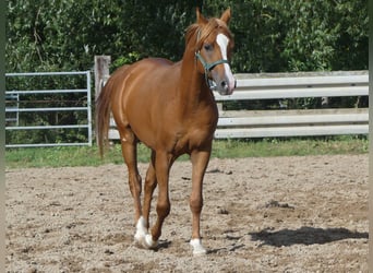 Pura Raza Árabe, Caballo castrado, 2 años, 148 cm, Alazán