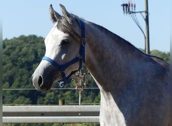 Pura Raza Árabe, Caballo castrado, 2 años, 148 cm, Tordo
