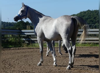Pura Raza Árabe, Caballo castrado, 2 años, 148 cm, Tordo