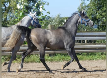 Pura Raza Árabe, Caballo castrado, 2 años, 149 cm, Tordo