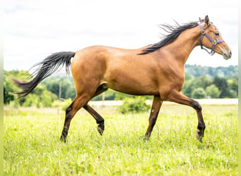 Pura Raza Árabe, Caballo castrado, 2 años, 150 cm, Castaño