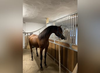 Pura Raza Árabe, Caballo castrado, 2 años, 150 cm, Castaño