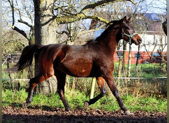 Pura Raza Árabe, Caballo castrado, 2 años, 150 cm, Castaño oscuro