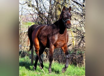 Pura Raza Árabe, Caballo castrado, 2 años, 150 cm, Castaño oscuro