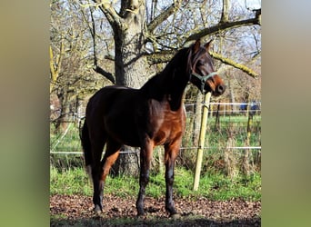 Pura Raza Árabe, Caballo castrado, 2 años, 150 cm, Castaño oscuro