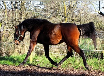 Pura Raza Árabe, Caballo castrado, 2 años, 150 cm, Castaño oscuro