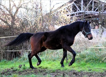 Pura Raza Árabe, Caballo castrado, 2 años, 150 cm, Castaño oscuro