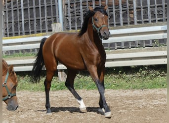 Pura Raza Árabe, Caballo castrado, 2 años, 151 cm, Castaño