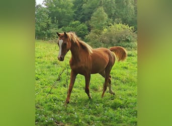 Pura Raza Árabe, Caballo castrado, 2 años, 152 cm