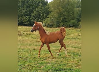 Pura Raza Árabe, Caballo castrado, 2 años, 152 cm