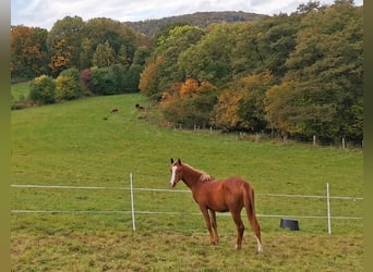 Pura Raza Árabe, Caballo castrado, 2 años, 152 cm