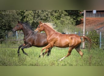 Pura Raza Árabe, Caballo castrado, 2 años, 153 cm, Alazán