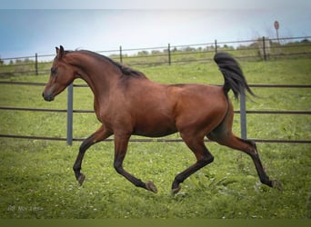 Pura Raza Árabe, Caballo castrado, 2 años, 154 cm, Castaño