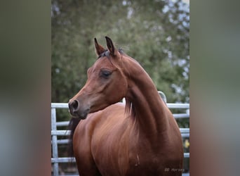 Pura Raza Árabe, Caballo castrado, 2 años, 154 cm, Castaño