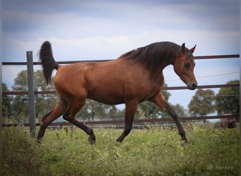 Pura Raza Árabe, Caballo castrado, 2 años, 154 cm, Castaño