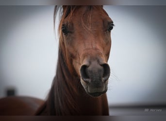 Pura Raza Árabe, Caballo castrado, 2 años, 154 cm, Castaño