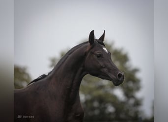 Pura Raza Árabe, Caballo castrado, 2 años, 154 cm, Negro