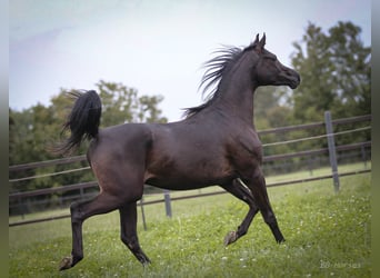 Pura Raza Árabe, Caballo castrado, 2 años, 154 cm, Negro