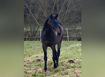 Pura Raza Árabe, Caballo castrado, 2 años, 154 cm, Tordo