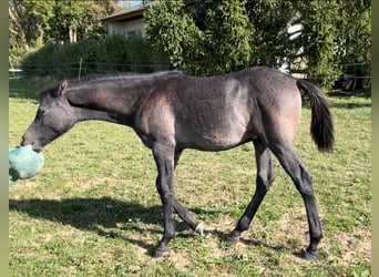 Pura Raza Árabe, Caballo castrado, 2 años, 154 cm, Tordo