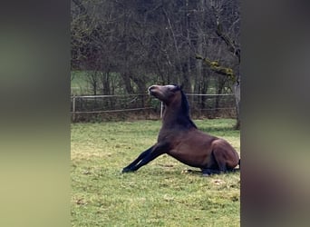 Pura Raza Árabe, Caballo castrado, 2 años, 154 cm, Tordo