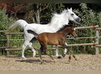 Pura Raza Árabe, Caballo castrado, 2 años, 154 cm, Tordo