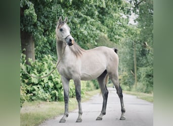 Pura Raza Árabe, Caballo castrado, 2 años, 154 cm, Tordo rodado