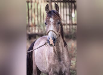 Pura Raza Árabe, Caballo castrado, 2 años, 154 cm, Tordo rodado