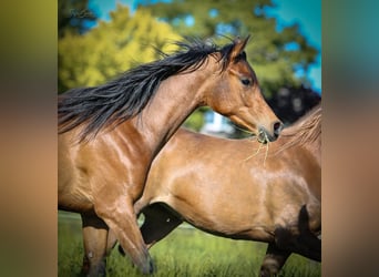 Pura Raza Árabe, Caballo castrado, 2 años, 155 cm