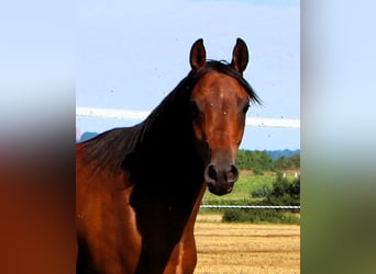 Pura Raza Árabe, Caballo castrado, 2 años, 155 cm, Castaño