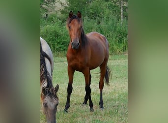 Pura Raza Árabe, Caballo castrado, 2 años, 155 cm, Castaño rojizo