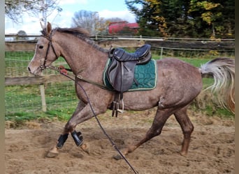 Pura Raza Árabe, Caballo castrado, 2 años, 155 cm, Tordo picazo