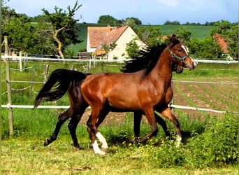 Pura Raza Árabe, Caballo castrado, 2 años, 156 cm, Castaño
