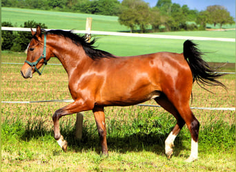 Pura Raza Árabe, Caballo castrado, 2 años, 156 cm, Castaño