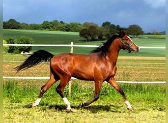 Pura Raza Árabe, Caballo castrado, 2 años, 156 cm, Castaño