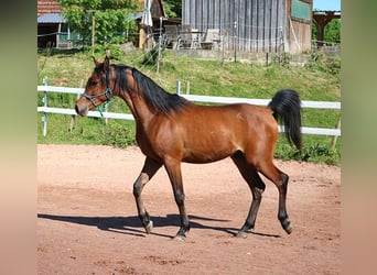 Pura Raza Árabe, Caballo castrado, 2 años, 157 cm, Castaño