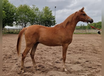Pura Raza Árabe, Caballo castrado, 2 años, 158 cm, Alazán