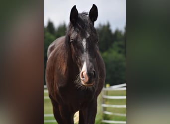 Pura Raza Árabe, Caballo castrado, 2 años, 160 cm, Negro