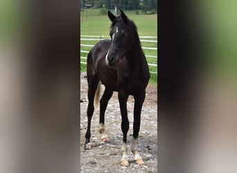 Pura Raza Árabe, Caballo castrado, 2 años, 160 cm, Negro