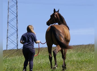 Pura Raza Árabe, Caballo castrado, 2 años, Castaño