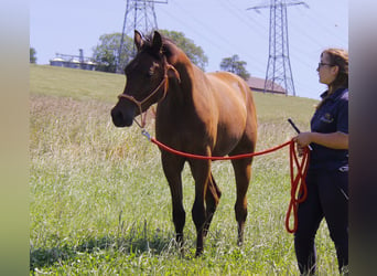 Pura Raza Árabe, Caballo castrado, 2 años, Castaño