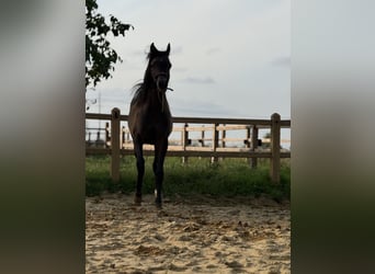 Pura Raza Árabe, Caballo castrado, 2 años, Tordo