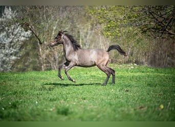 Pura Raza Árabe, Caballo castrado, 2 años, Tordo