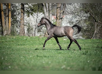 Pura Raza Árabe, Caballo castrado, 2 años, Tordo