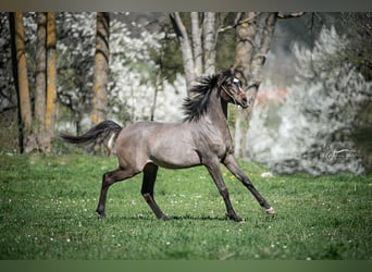 Pura Raza Árabe, Caballo castrado, 2 años, Tordo