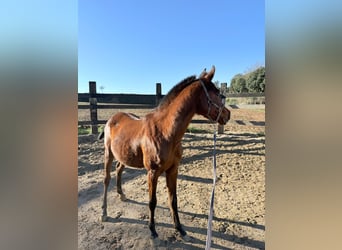 Pura Raza Árabe, Caballo castrado, 3 años, 135 cm, Castaño
