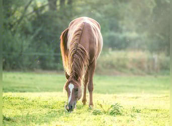 Pura Raza Árabe, Caballo castrado, 3 años, 146 cm, Alazán