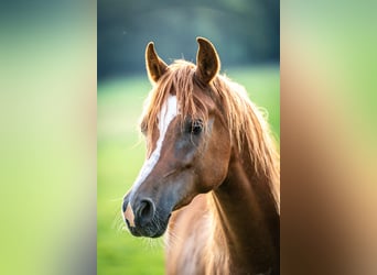 Pura Raza Árabe, Caballo castrado, 3 años, 146 cm, Alazán