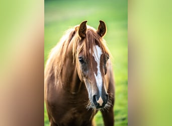 Pura Raza Árabe, Caballo castrado, 3 años, 146 cm, Alazán