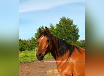 Pura Raza Árabe Mestizo, Caballo castrado, 3 años, 150 cm, Castaño